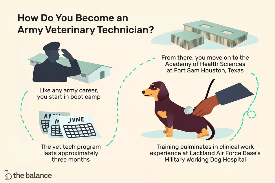 Lee más sobre el artículo Perfil de carrera: técnico veterinario del ejército de EE. UU.