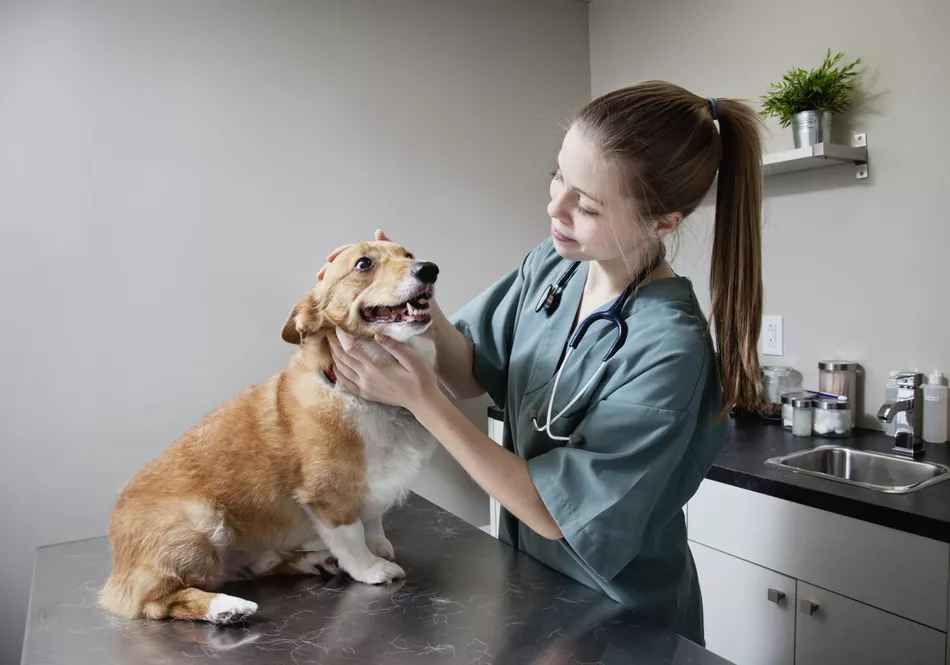 Lee más sobre el artículo Preguntas para los aspirantes a veterinarios
