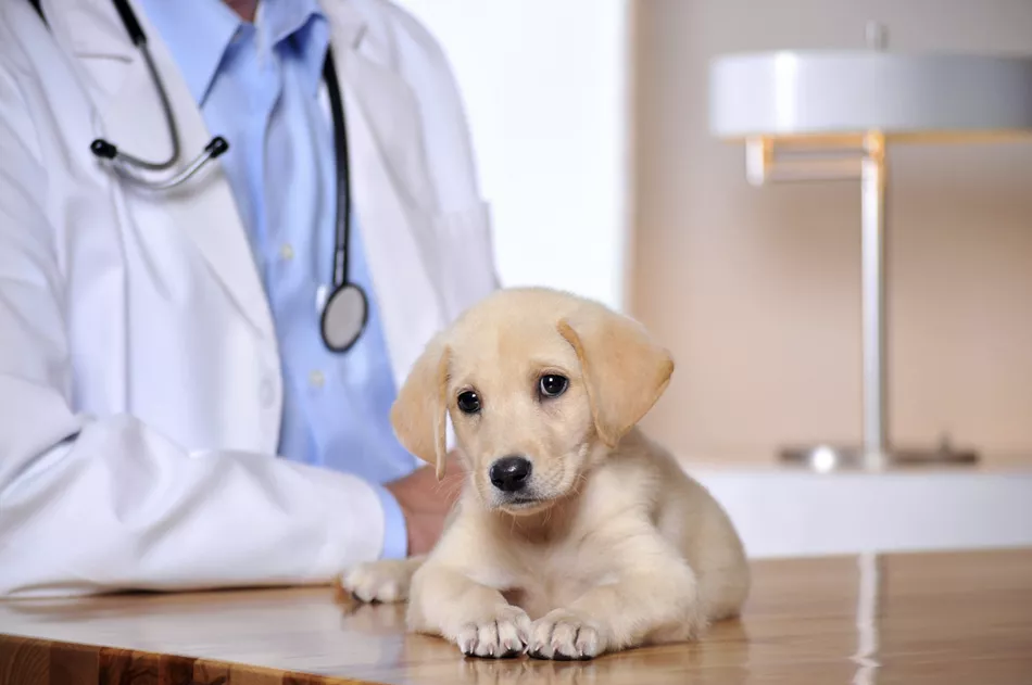 Lee más sobre el artículo Aprenda a ser veterinario de animales pequeños