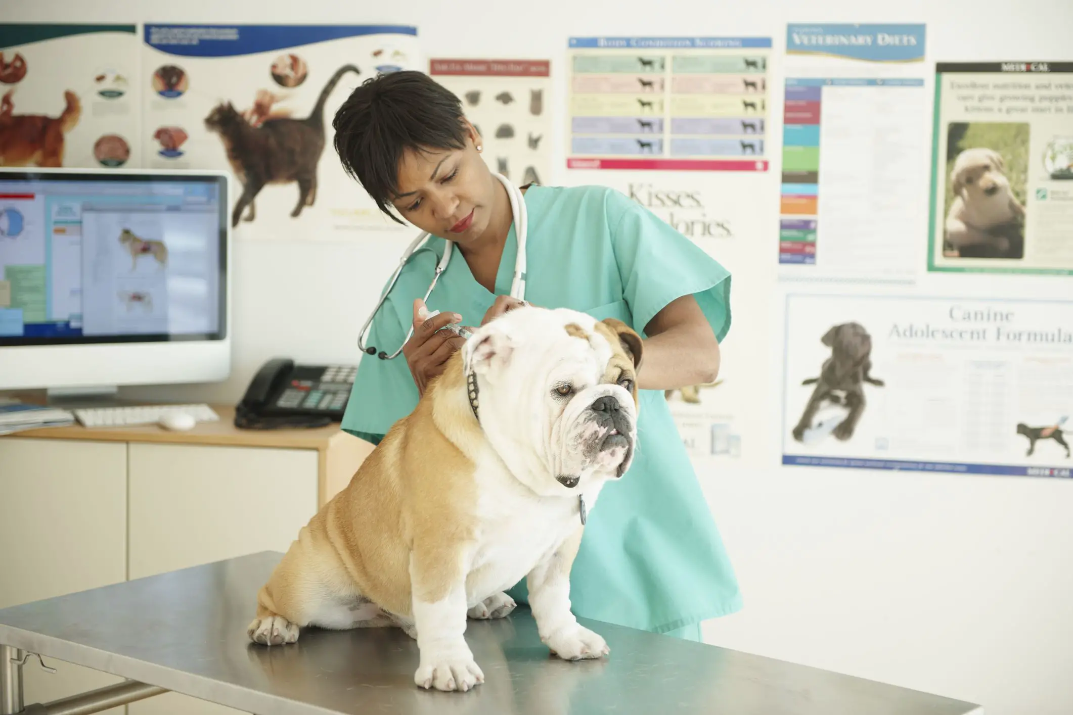 En este momento estás viendo 10 razones principales para convertirse en técnico veterinario