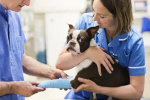 Lee más sobre el artículo Aprenda cómo ingresar a la escuela veterinaria