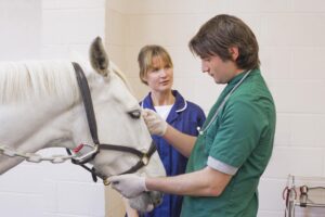 Lee más sobre el artículo Aprenda sobre ser un veterinario equino