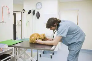 Lee más sobre el artículo Cómo convertirse en veterinario