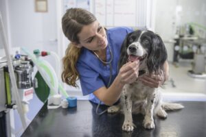 Lee más sobre el artículo Pasantías pre-veterinarias para aspirantes a veterinarios