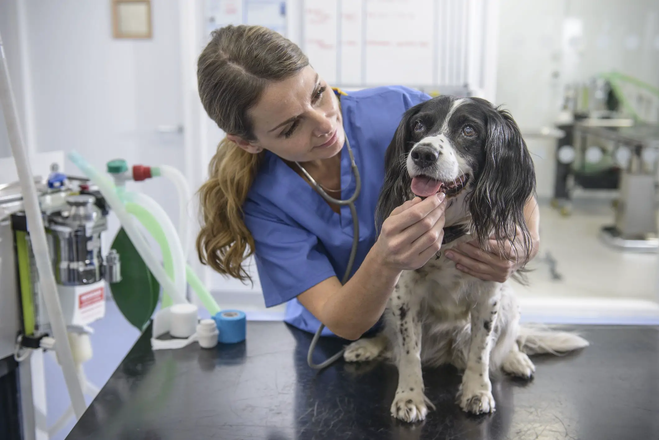 En este momento estás viendo Pasantías pre-veterinarias para aspirantes a veterinarios