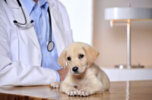 Lee más sobre el artículo Más información sobre cómo ser un veterinario de animales pequeños