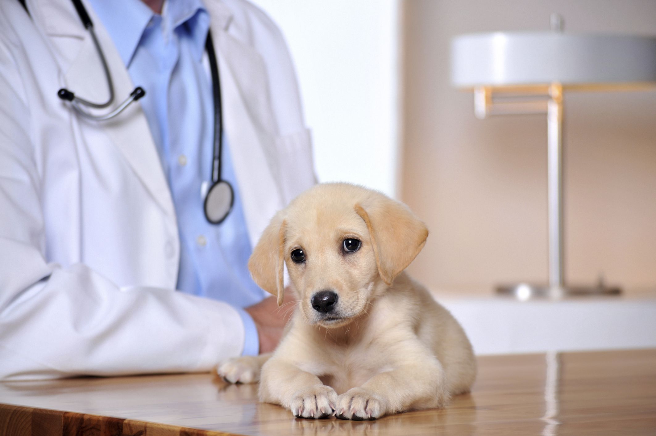 En este momento estás viendo Más información sobre cómo ser un veterinario de animales pequeños