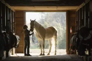 Lee más sobre el artículo Habilidades esenciales para trabajar con caballos