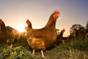 Lee más sobre el artículo Descripción de puesto de granjero avícola