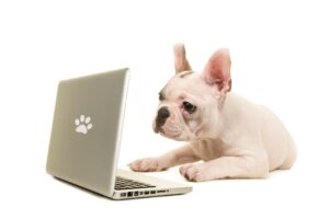 Lee más sobre el artículo El encanto de las tiendas de mascotas en línea