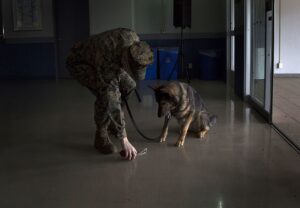 Lee más sobre el artículo Los perros K-9 protegen a los miembros del Cuerpo de Marines de EE. UU.