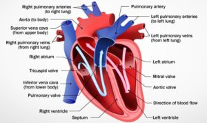 Lee más sobre el artículo Normas médicas militares para el corazón: alistamiento o nombramiento