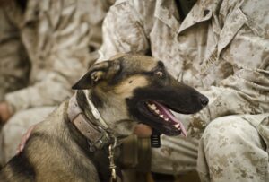 Lee más sobre el artículo Descripción del puesto de adiestrador de perros de trabajo del USMC (MOS 5812)