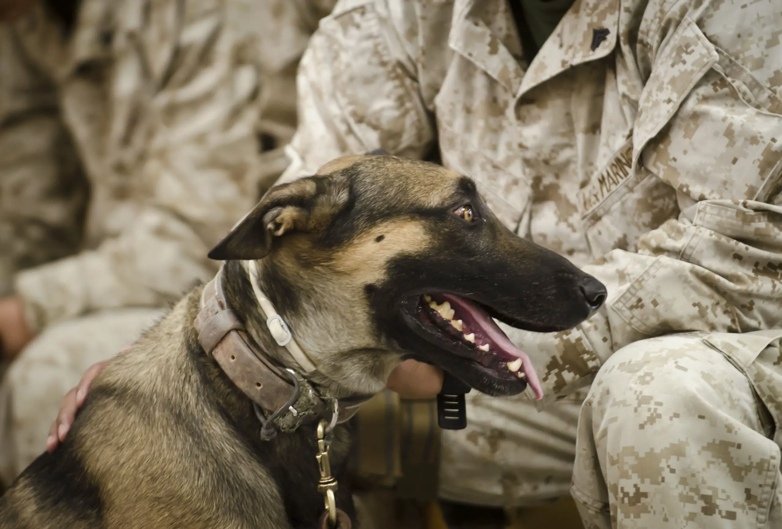 En este momento estás viendo Descripción del puesto de adiestrador de perros de trabajo del USMC (MOS 5812)