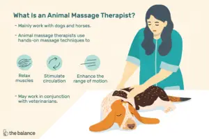 Lee más sobre el artículo ¿Qué hace un terapeuta de masaje animal?