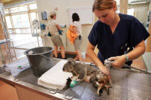 Lee más sobre el artículo ¿Qué es un técnico veterinario de zoológico?