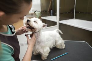 Lee más sobre el artículo Cómo obtener una certificación de peluquero de perros