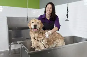 Lee más sobre el artículo Cómo iniciar un negocio de lavado de perros de autoservicio