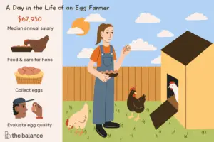 Lee más sobre el artículo ¿Qué hace un productor de huevos?
