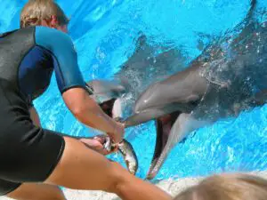 Lee más sobre el artículo Entrenador de mamíferos marinos