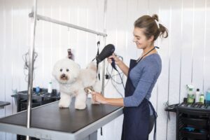 Lee más sobre el artículo Cómo iniciar un salón de peluquería canino móvil