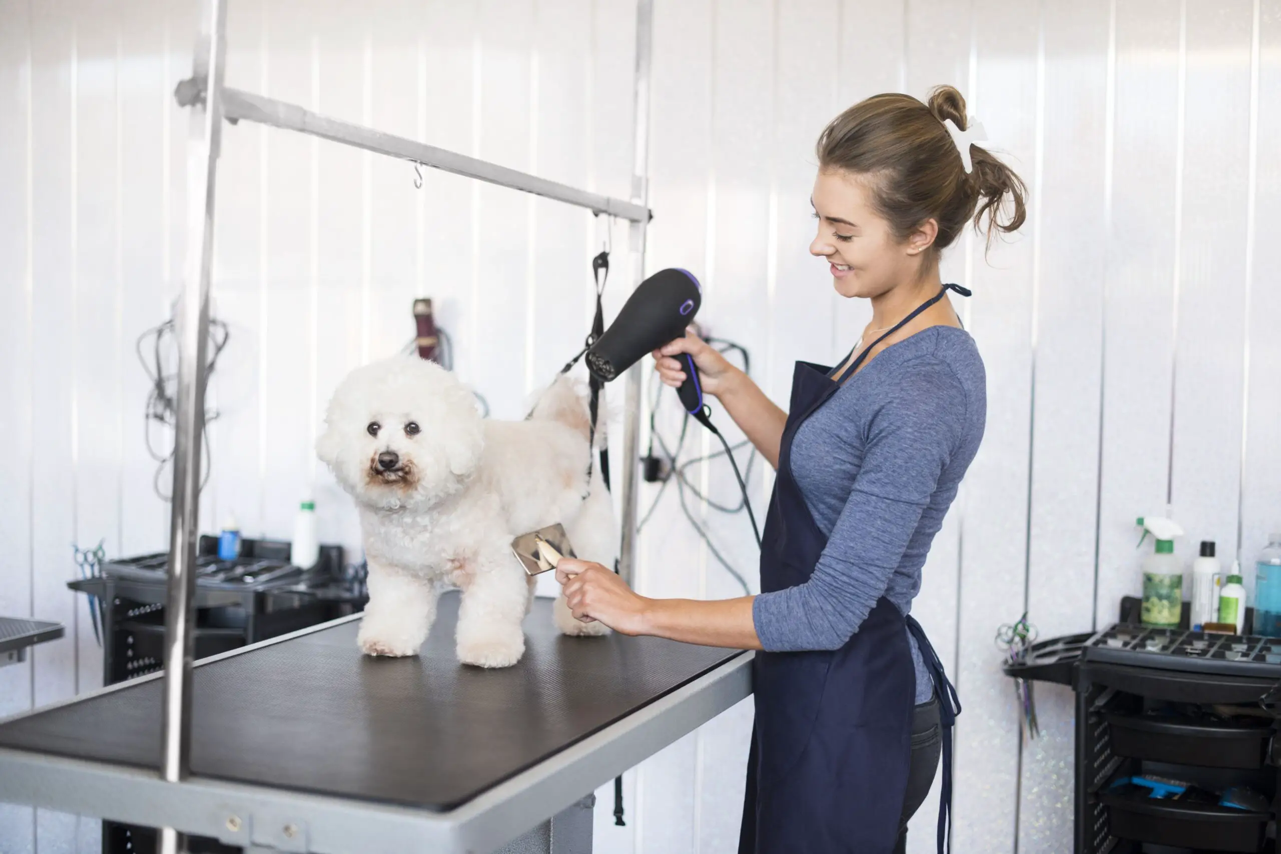 Cómo iniciar un salón de peluquería canino móvil El Sensato