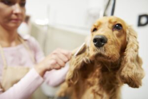 Lee más sobre el artículo Habilidades de los peluqueros caninos exitosos