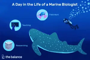 Lee más sobre el artículo ¿Qué hace un biólogo marino?