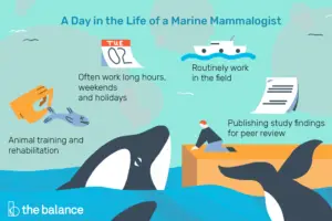 Lee más sobre el artículo ¿Qué hace un mamólogo marino?