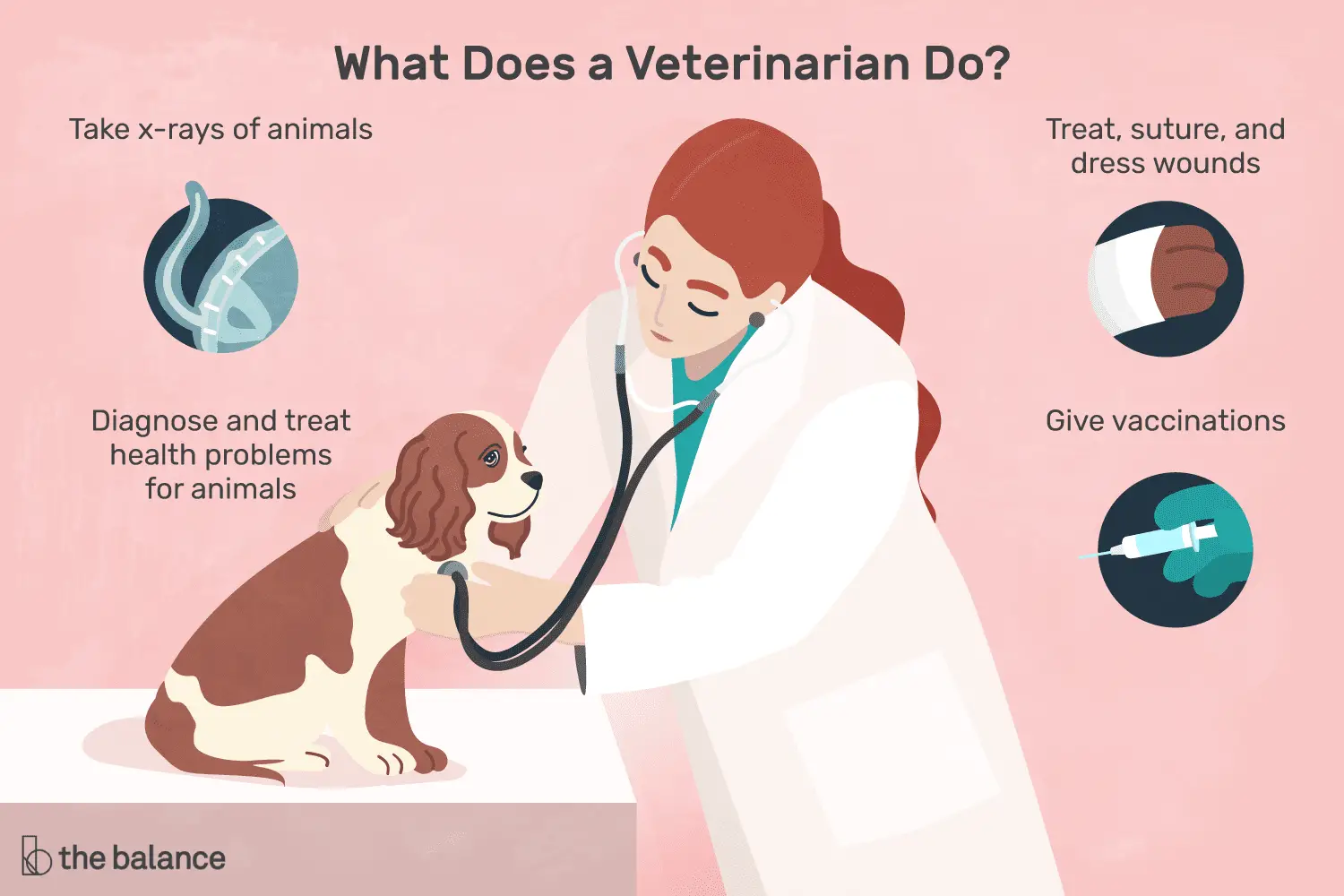 En este momento estás viendo ¿Qué hace un veterinario (veterinario)?