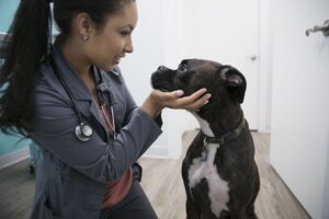 Lee más sobre el artículo Las 10 razones principales para convertirse en veterinario