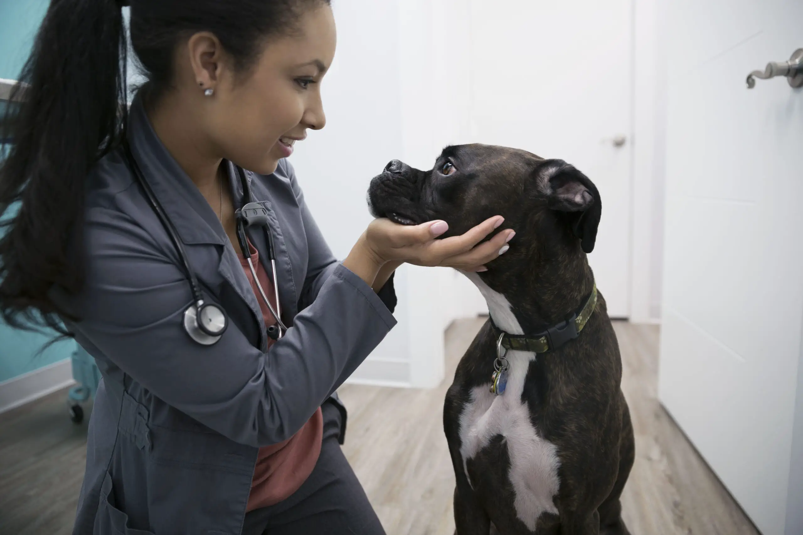 En este momento estás viendo Las 10 razones principales para convertirse en veterinario