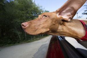 Lee más sobre el artículo Cómo iniciar un servicio de taxi para mascotas