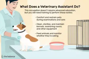 Lee más sobre el artículo ¿Qué hace un asistente veterinario?