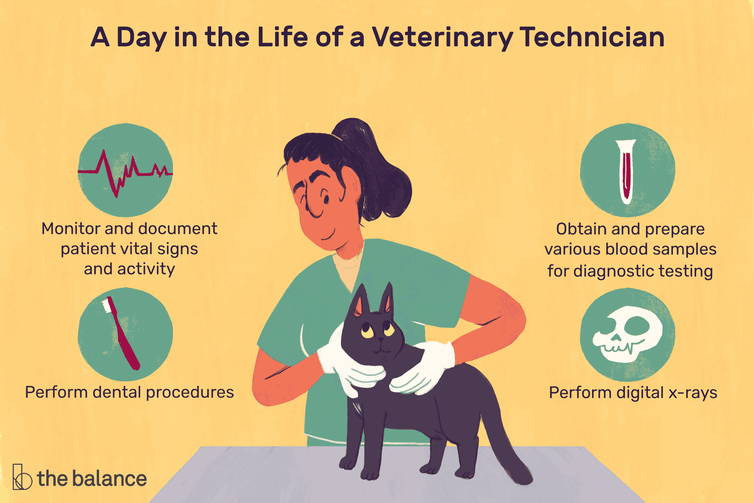 En este momento estás viendo ¿Qué hace un técnico veterinario?